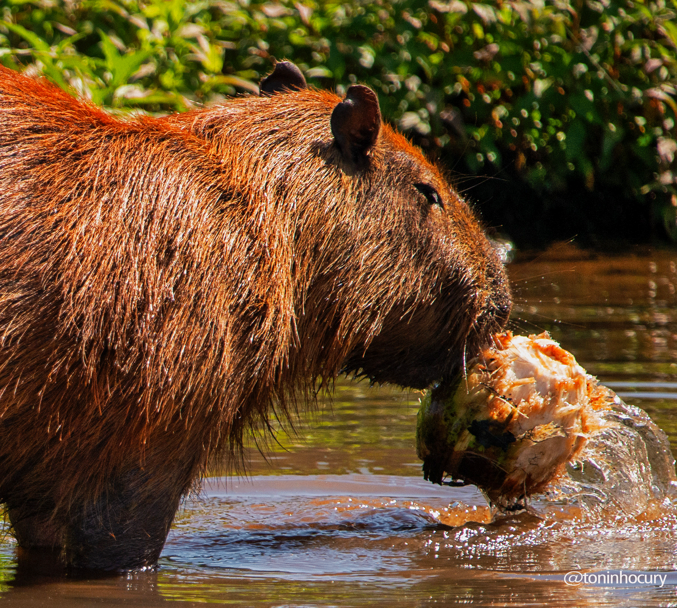 Shadow fruit em 2023  Imagens dia das mães, Fotos de capivara